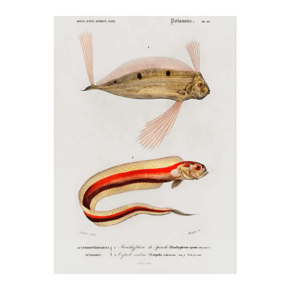 Poissons I