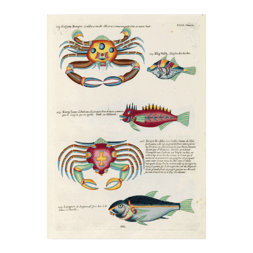 Poissons, Ecrevisses Et crabes, De Diverses Couleurs Et Figures Extraordinaires PI XCII