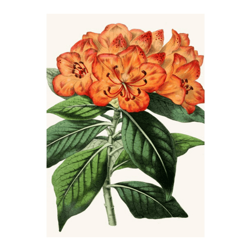 Rhododendron Javanicum (1852-1861)