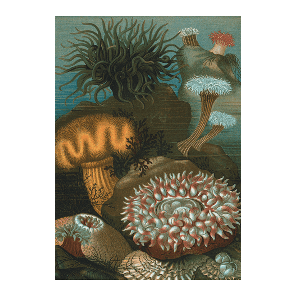 Sea-Anemones