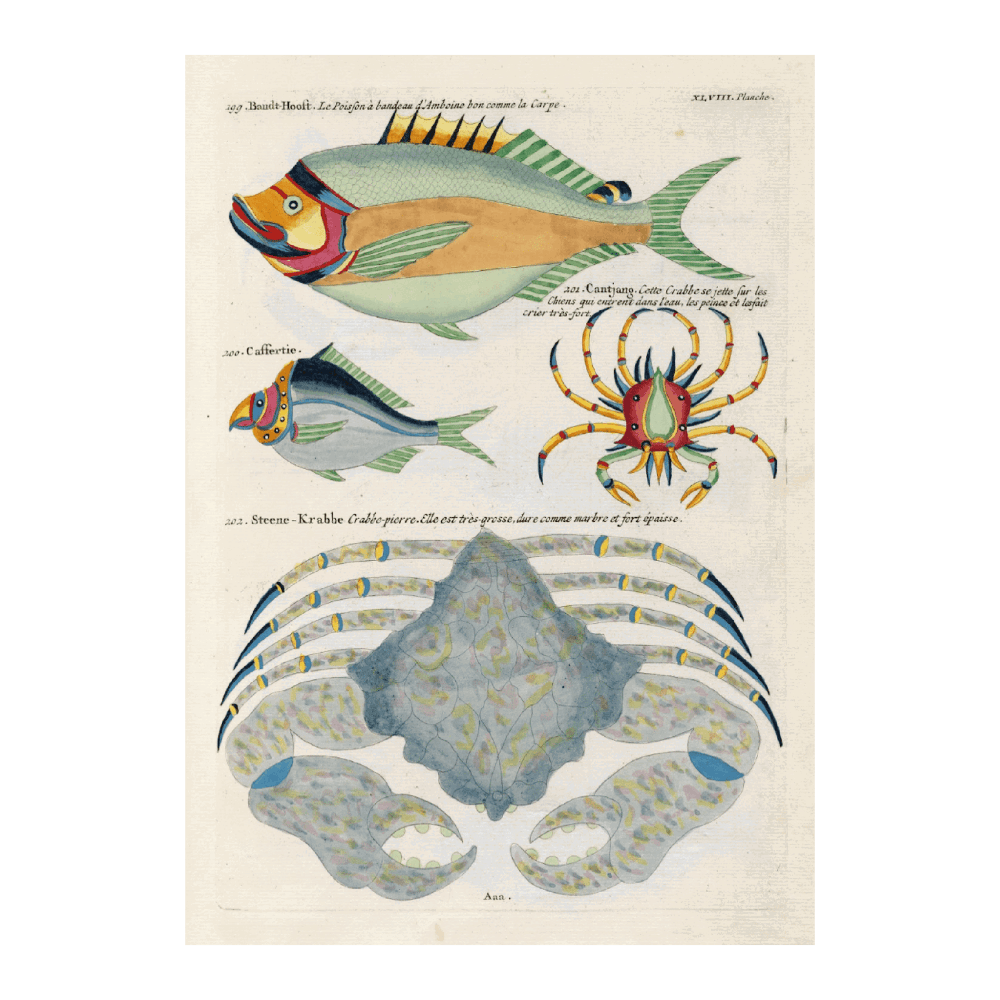 Poissons, Ecrevisses Et Crabes, De Diverses Couleurs Et Figures Extraordinaires PI XCI