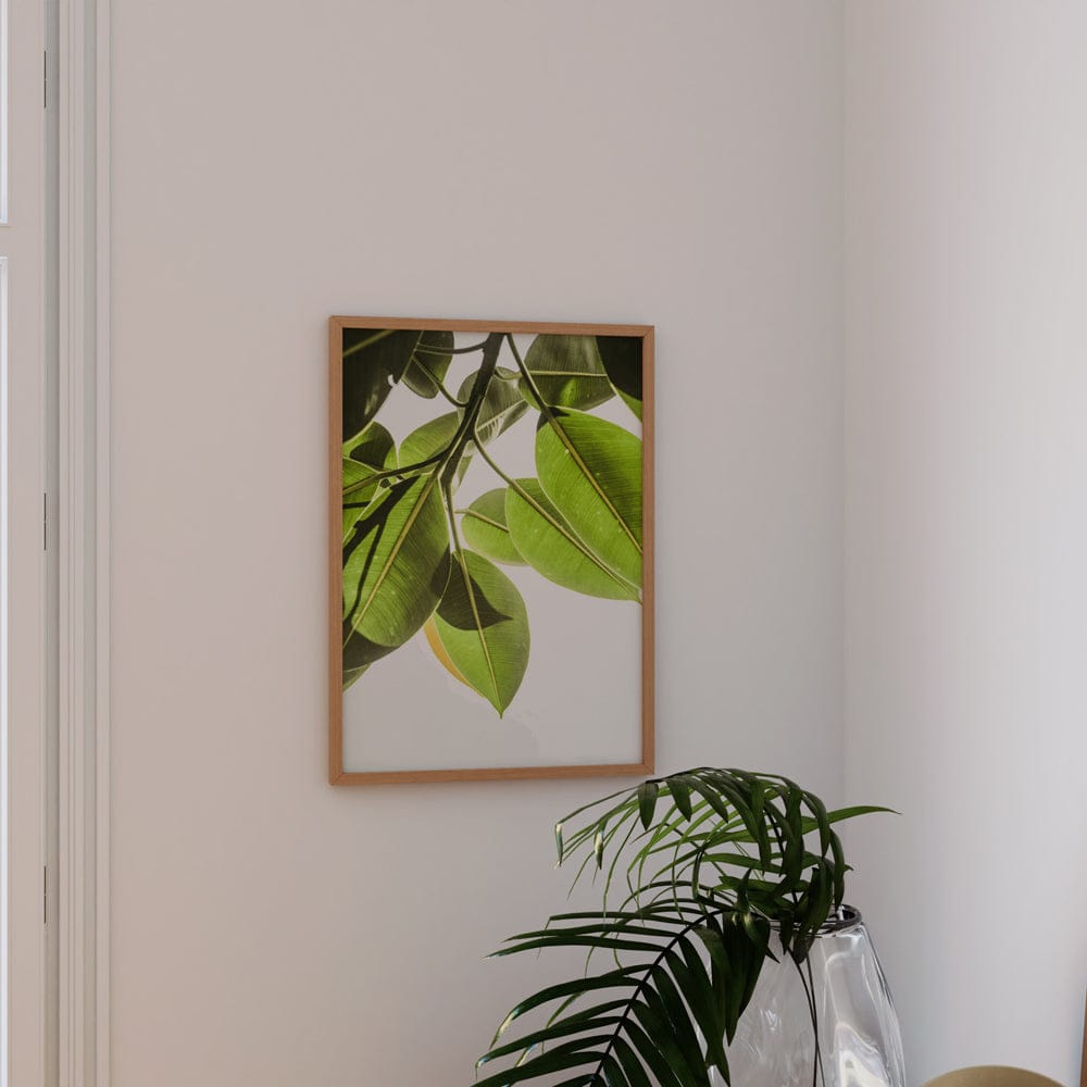 Lime Light