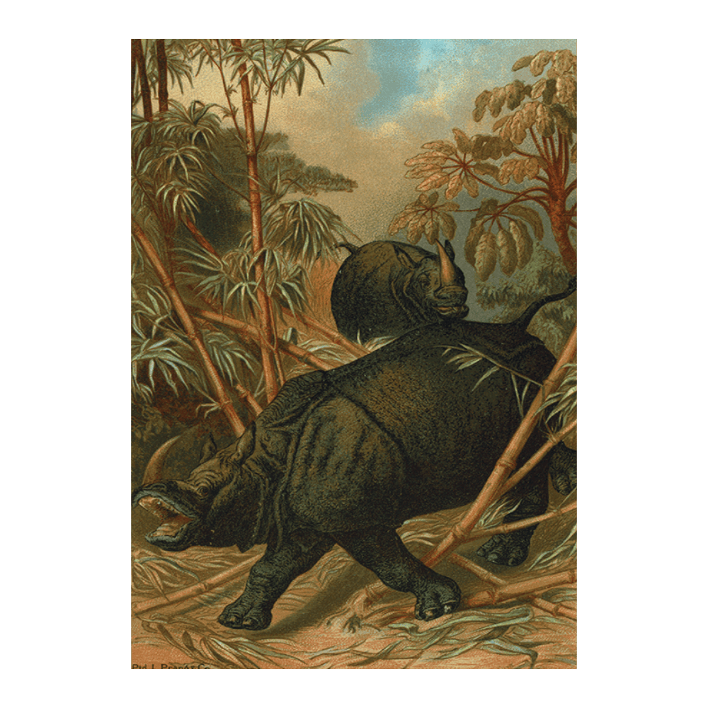 Rhinoceros