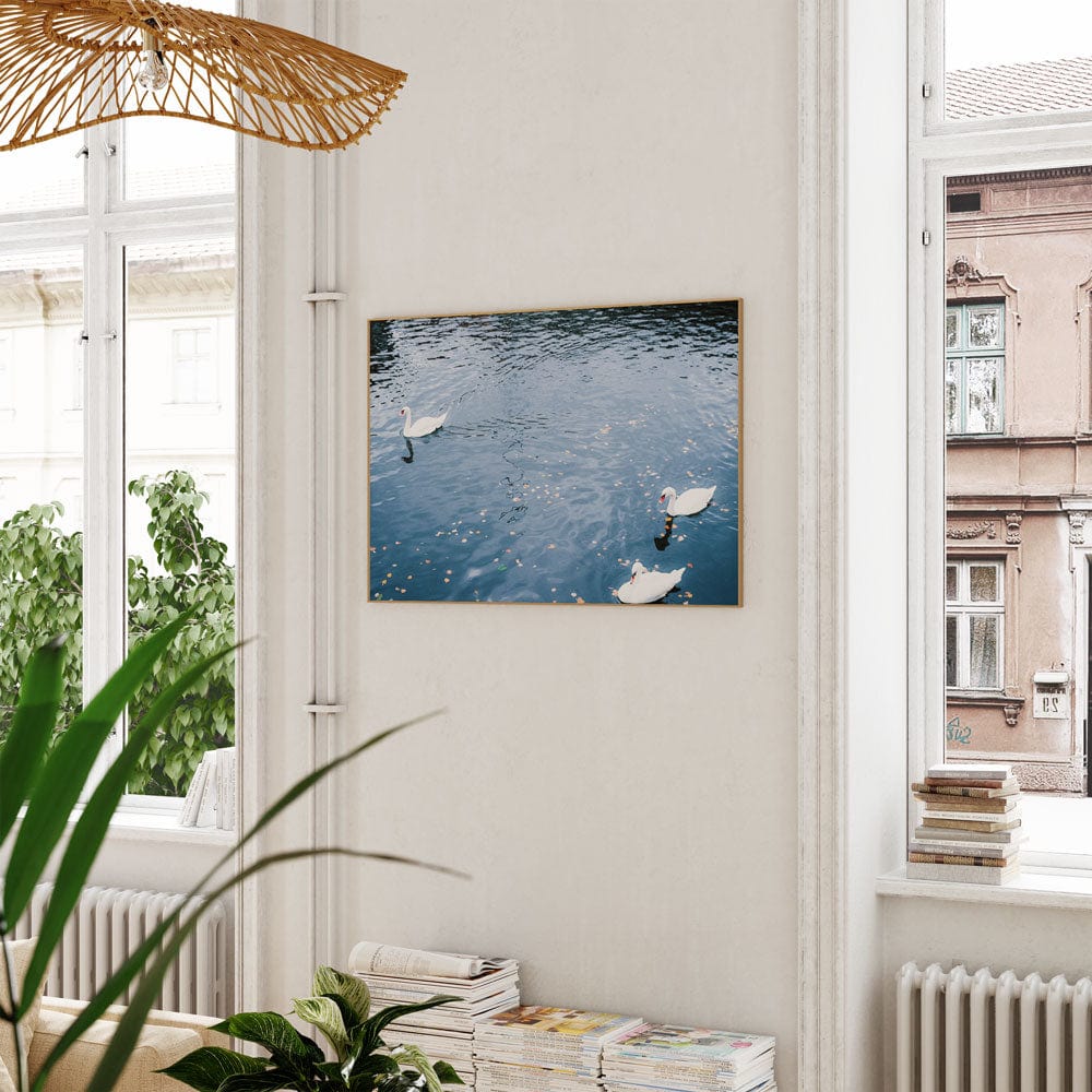 Berlin Swans