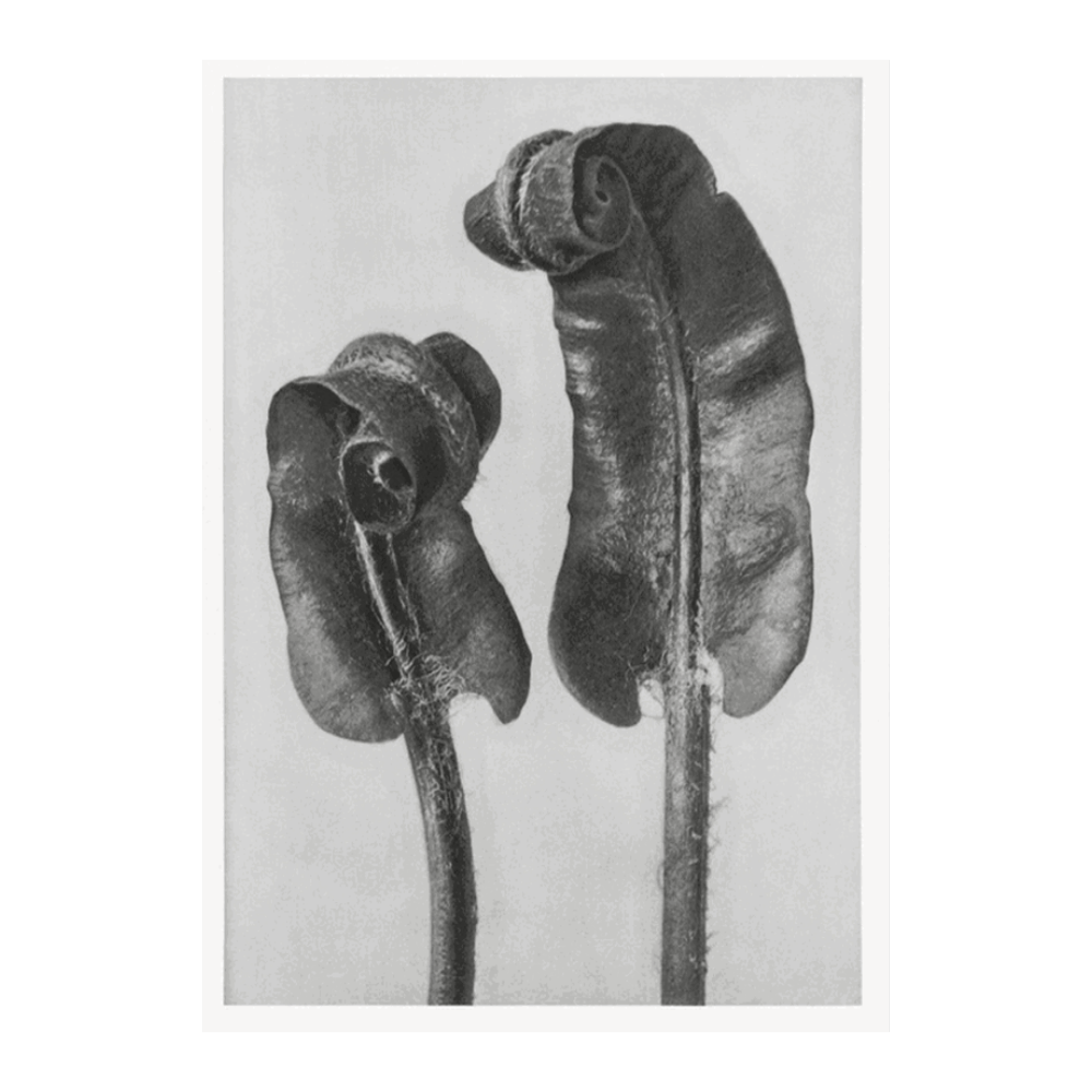 Karl Blossfeldt: "Scolopendrium Vulgare (Hart's Tongue Fern)"