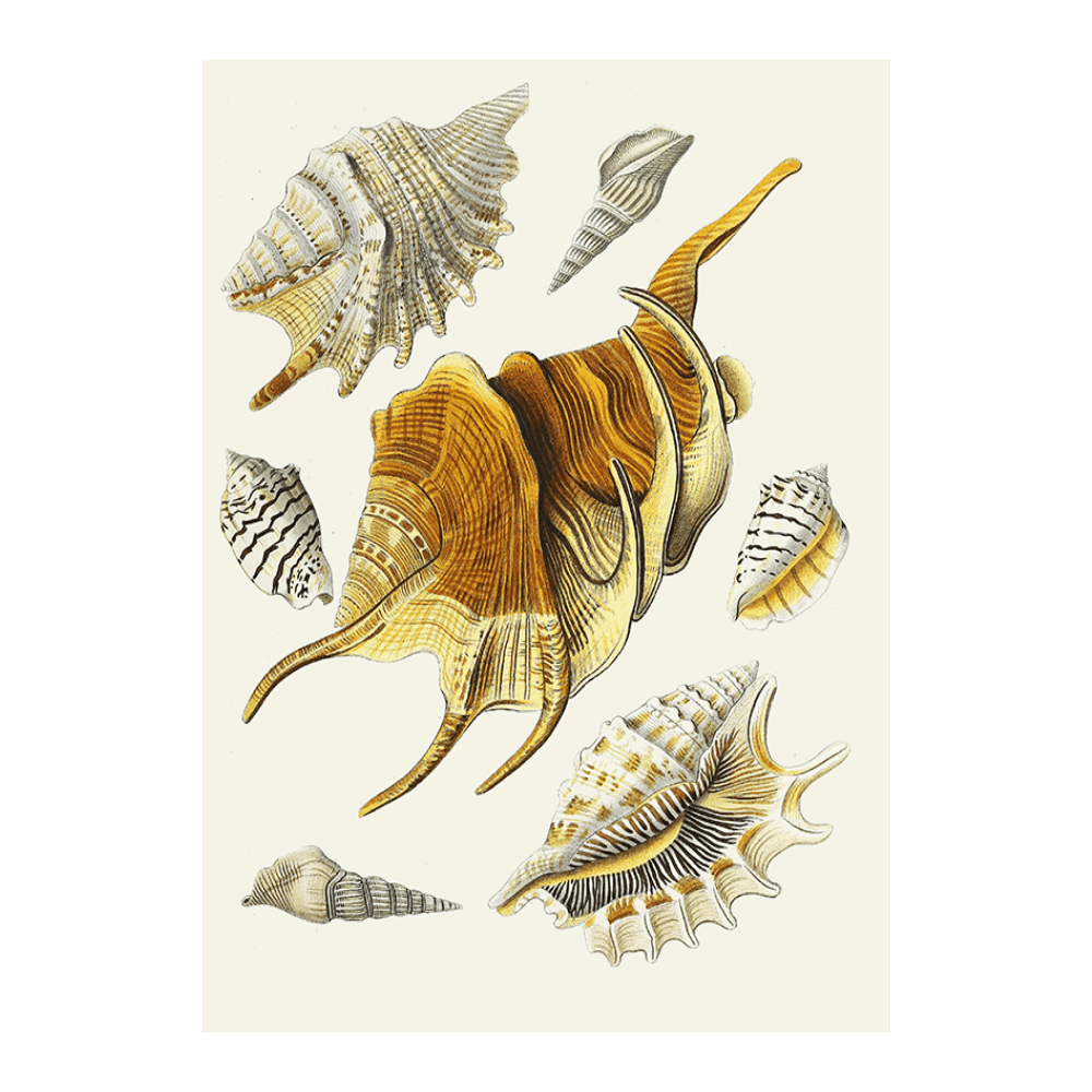 Strombea XV