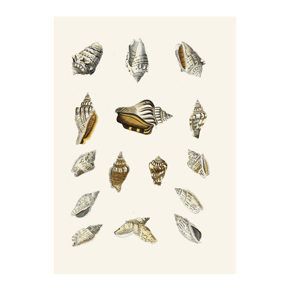 Strombea XIV