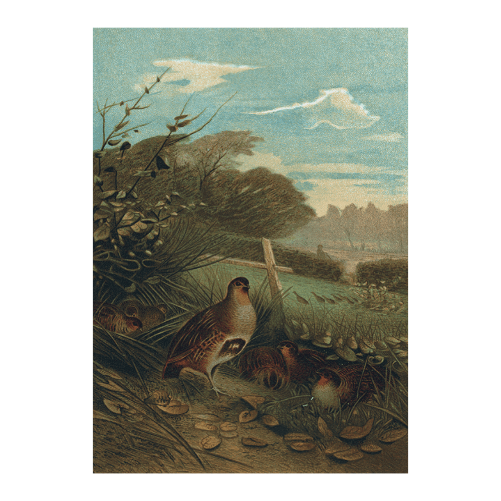 Partridge