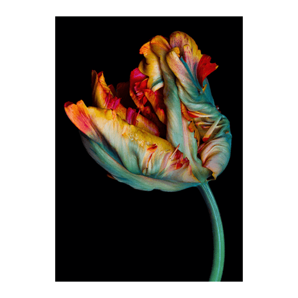 Parrot Tulip