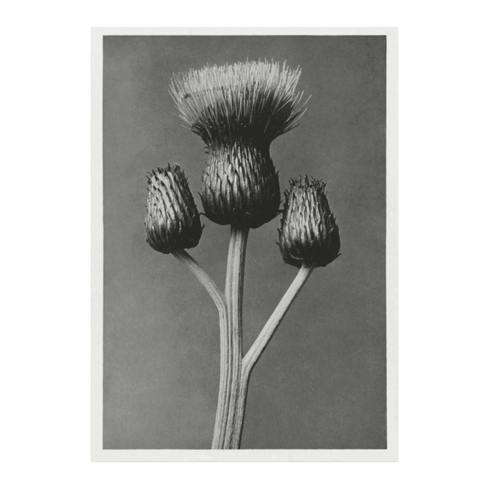Karl Blossfeldt: "Cirsium Canum (Queen Anne Thistle)"