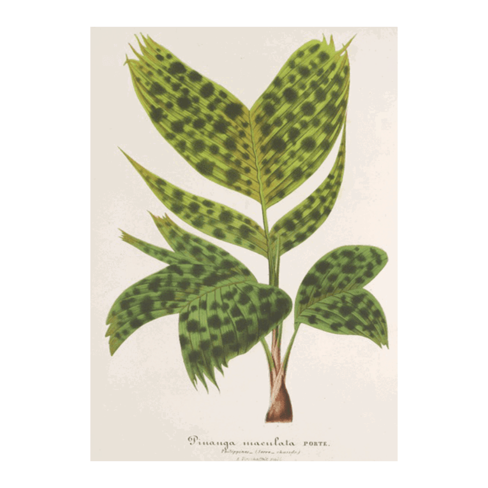 Pinanga Maculata (1854-1896)