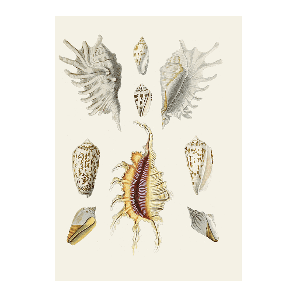 Strombea XIX