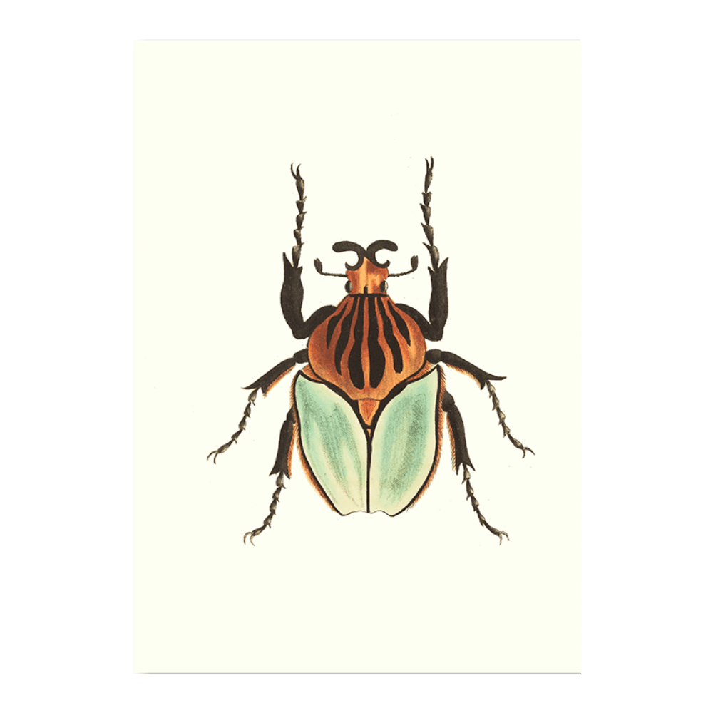 Cacique Beetle
