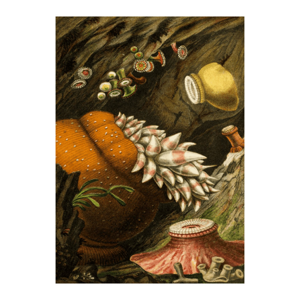 Corynactis Viridis, Bolocera Eques, Zoanthus Sulcatus, Z. Alderi, Z. Couchi (1860)