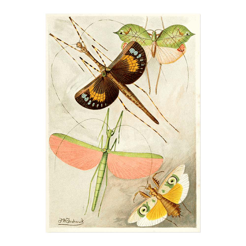 Orthoptera