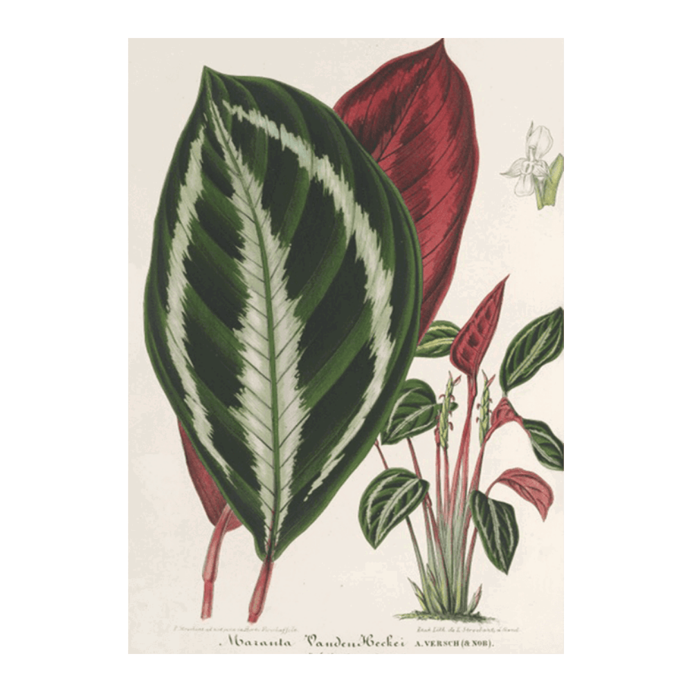 Phrynium Maranta (1854-1896)
