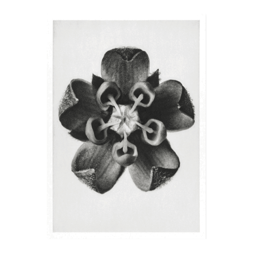Karl Blossfeldt: "Asclepias Syriaca (Common Milkweed)"
