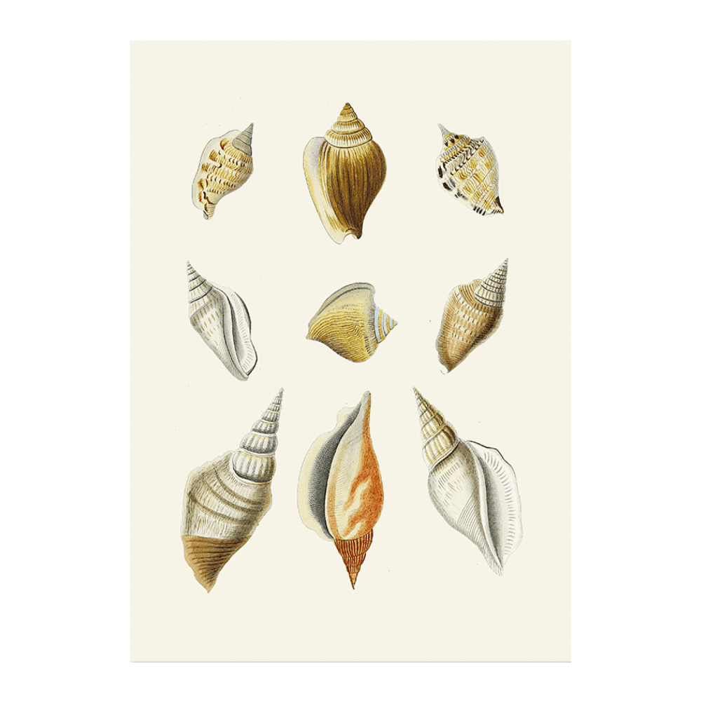 Strombea XII
