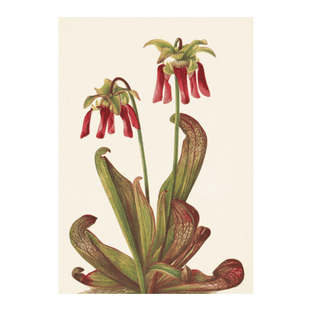 Parrot Pitcherplant (1925)