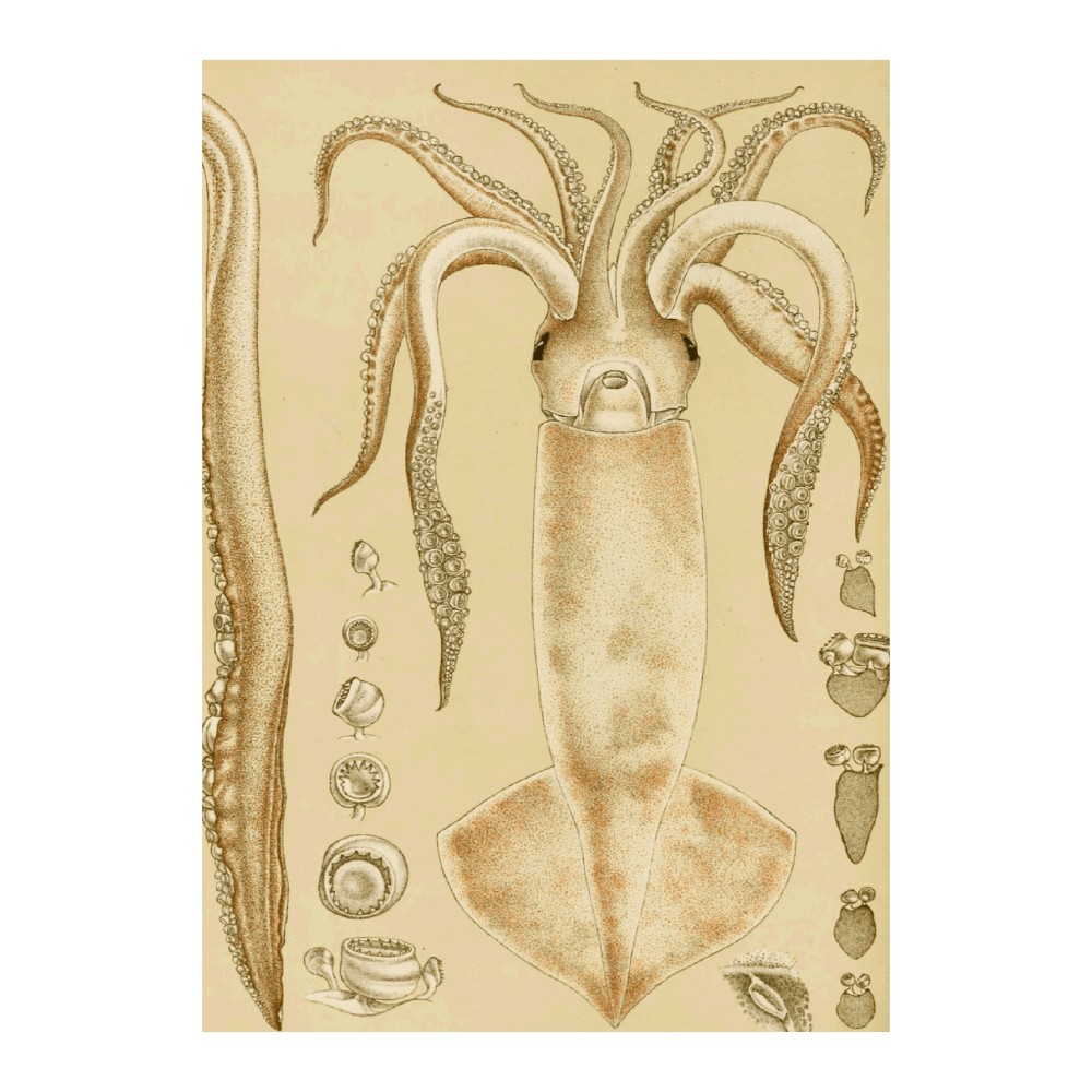 Mollusca I