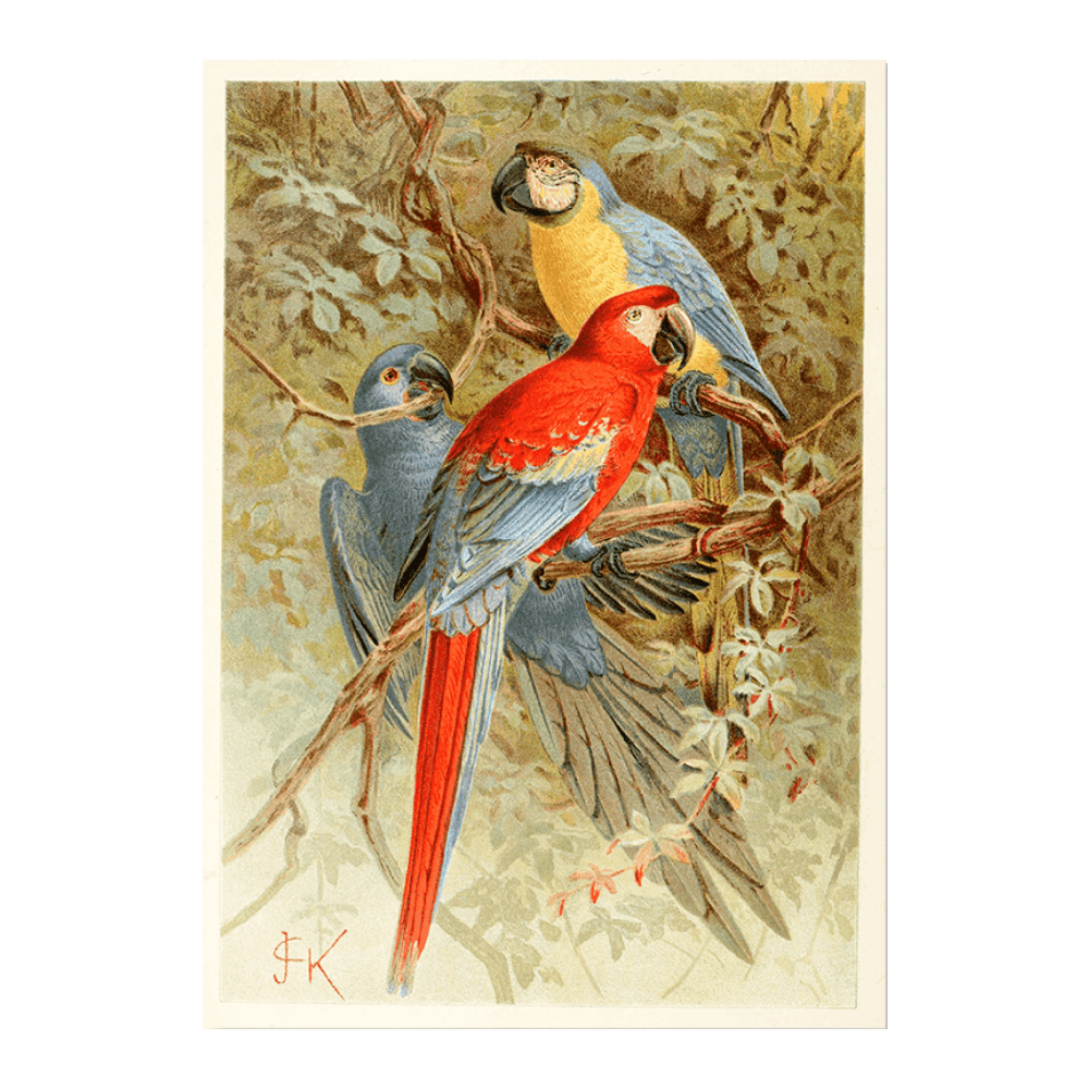 Macaws