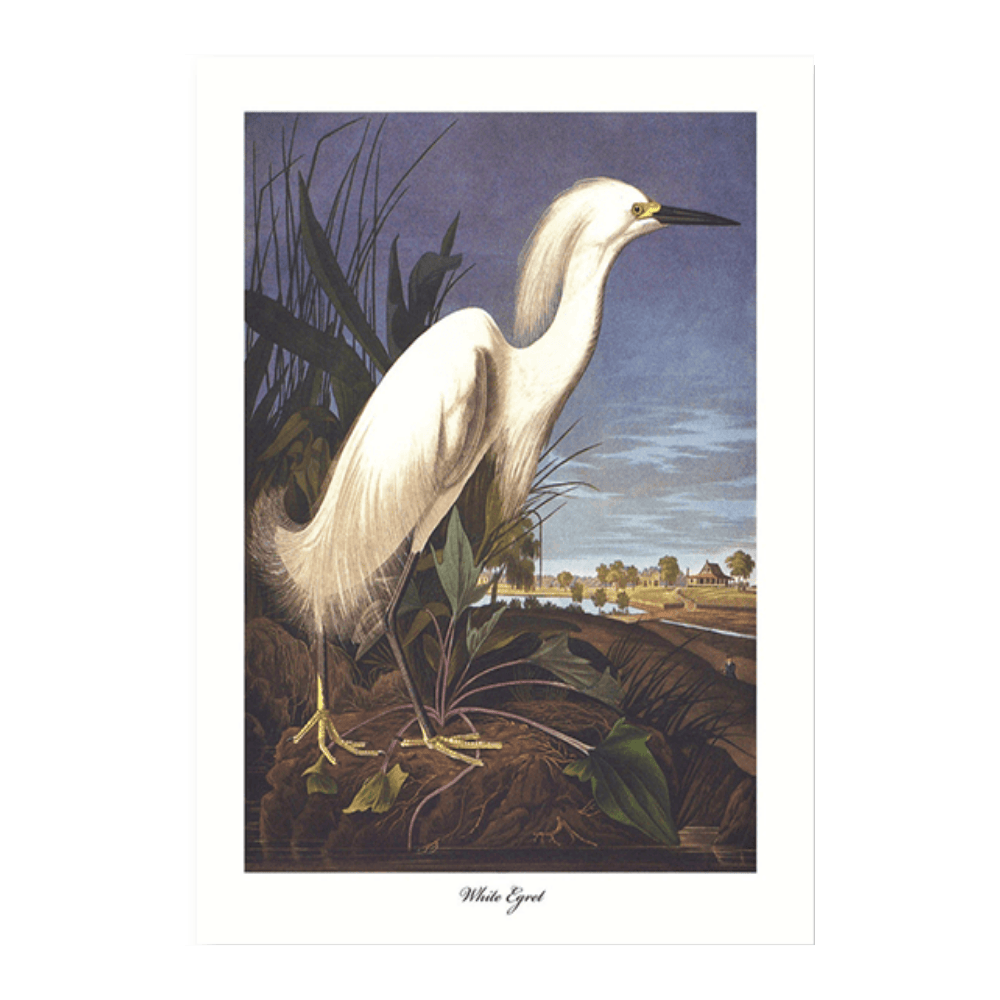 Audubon White Egret