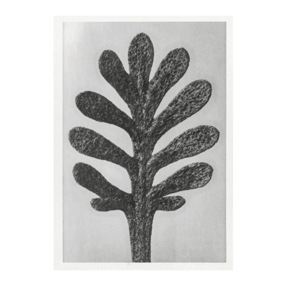 Karl Blossfeldt: "Achillea Umbellata (Yarrow)"