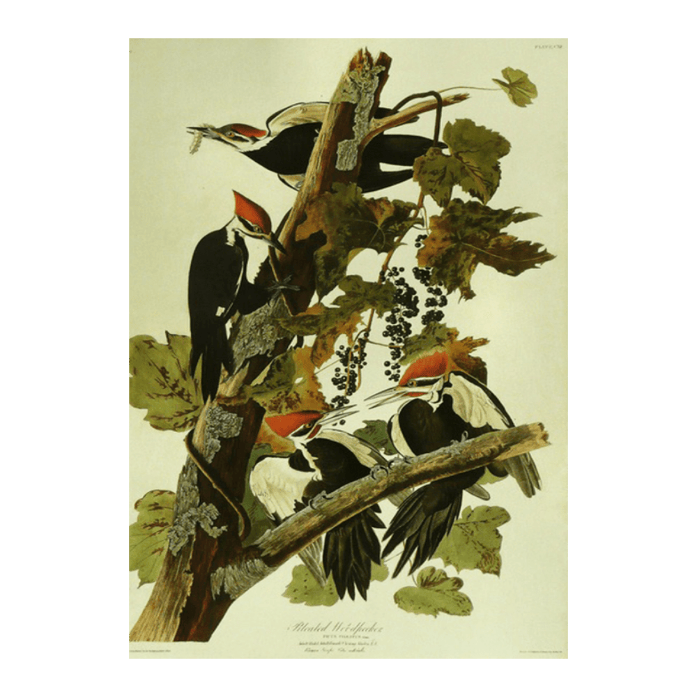Audubon Pileated Woodpecker