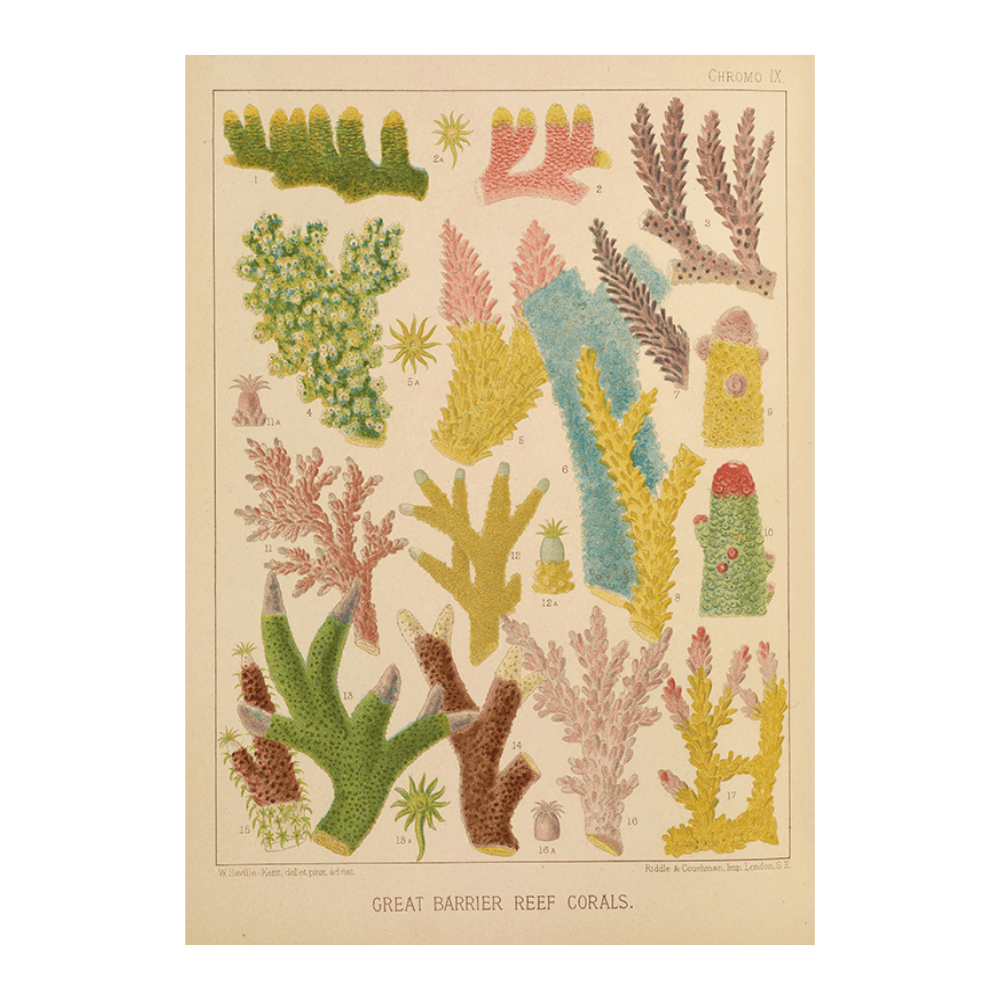 Great Barrier Reef Corals III (1893)