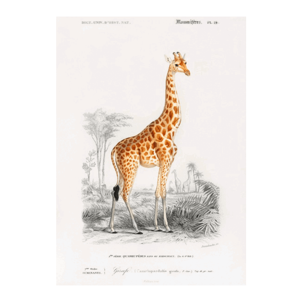 Giraffe (Giraffa Camelopardalis)