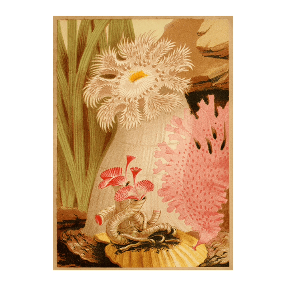 The Plumose Anemone