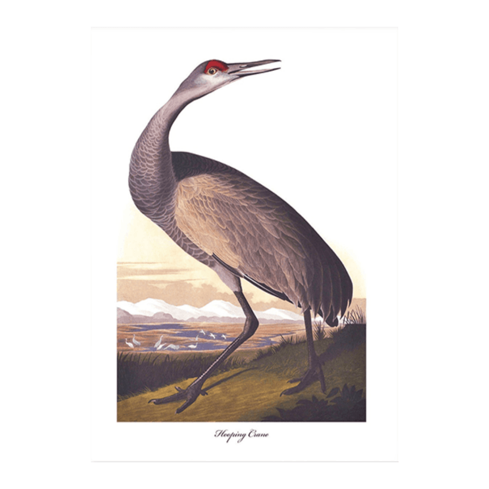 Audubon Hooping Crane II