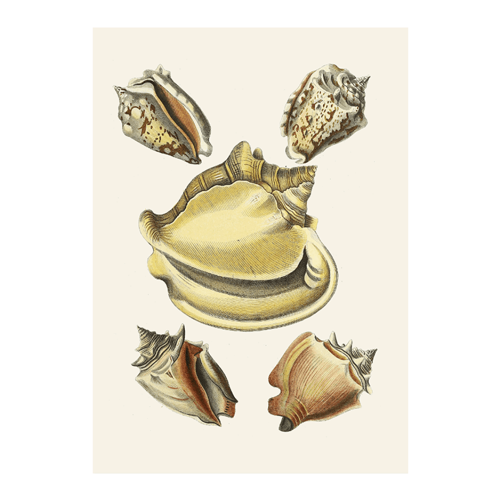 Strombea VI