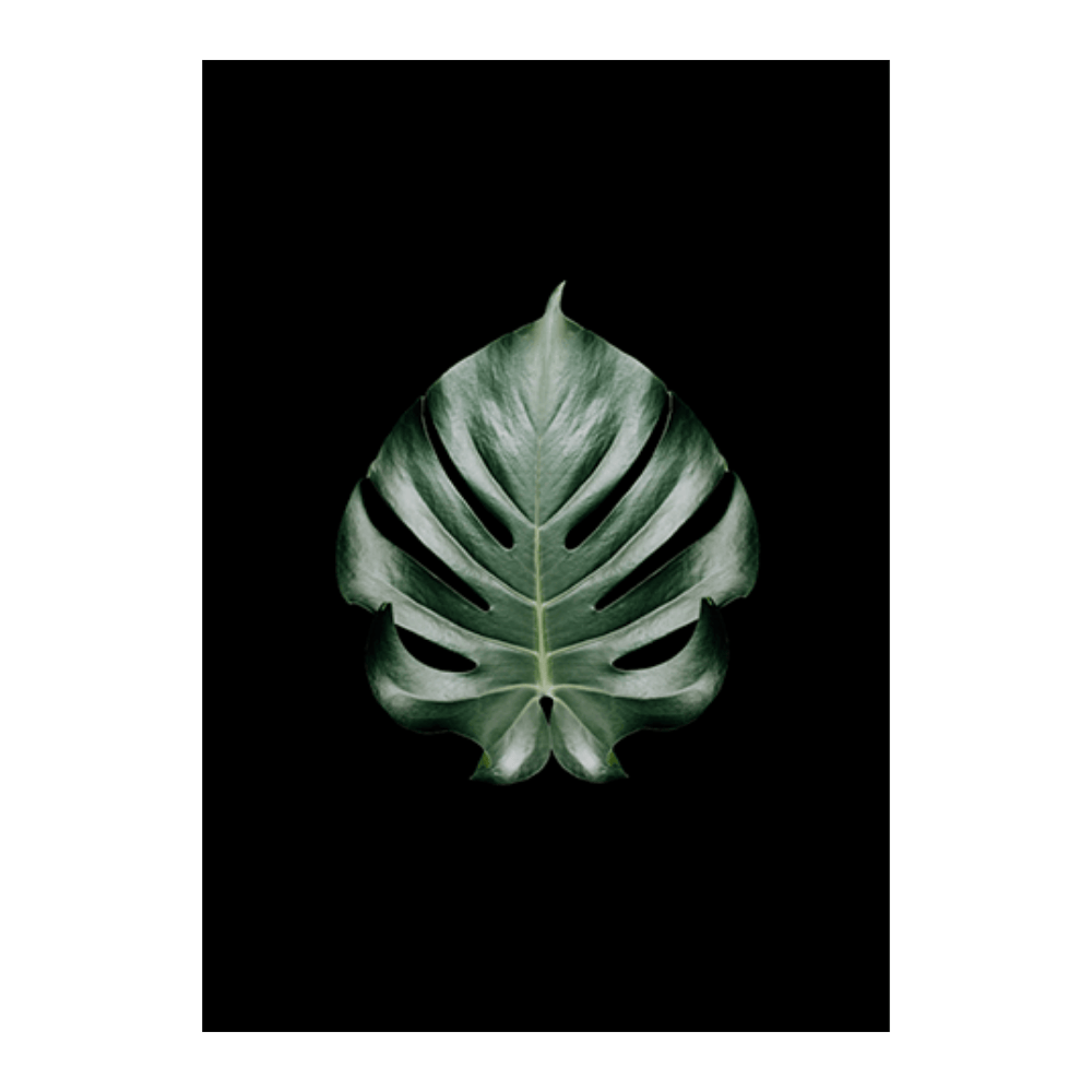 Elephant Ear