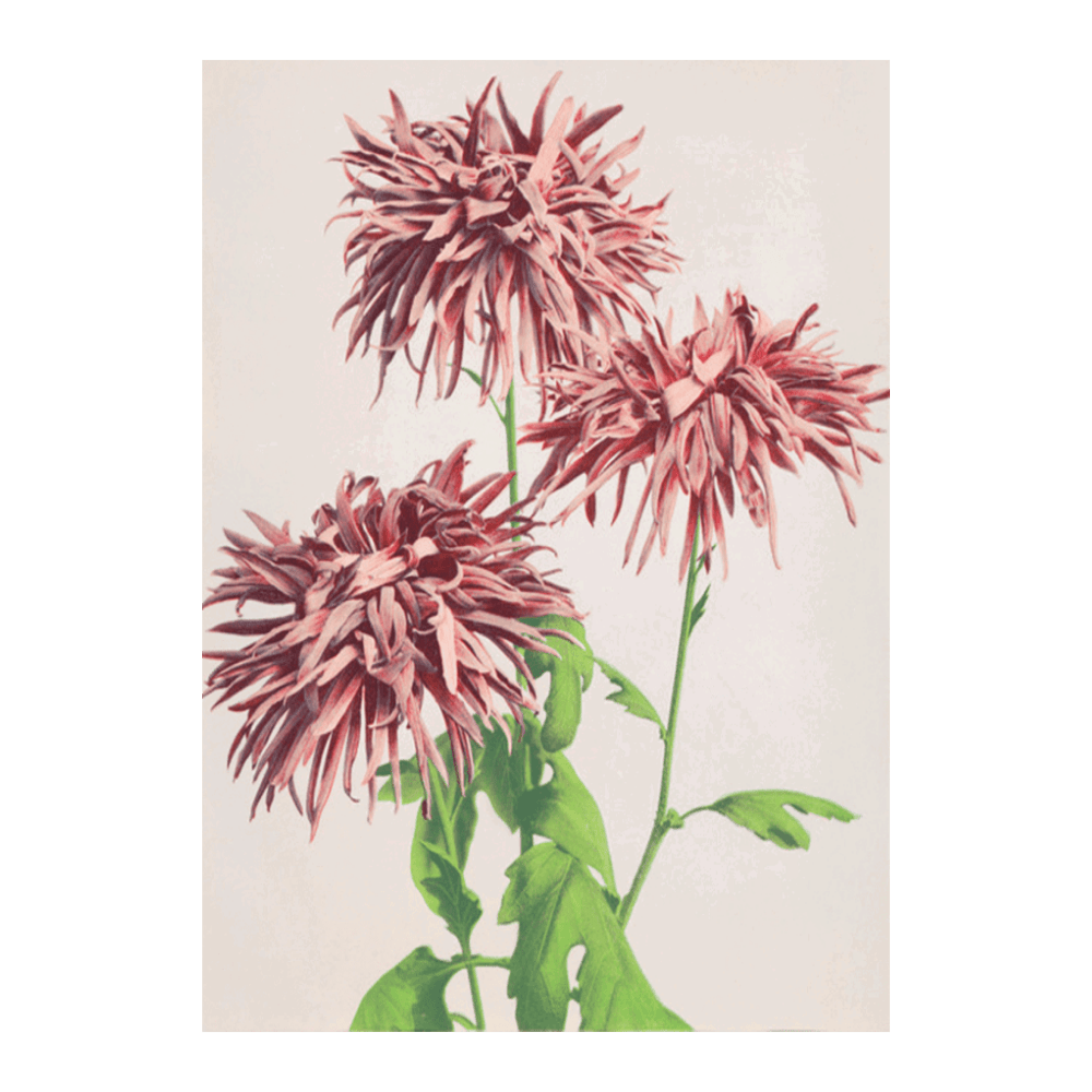 Ogawa Kazumasa Floral II