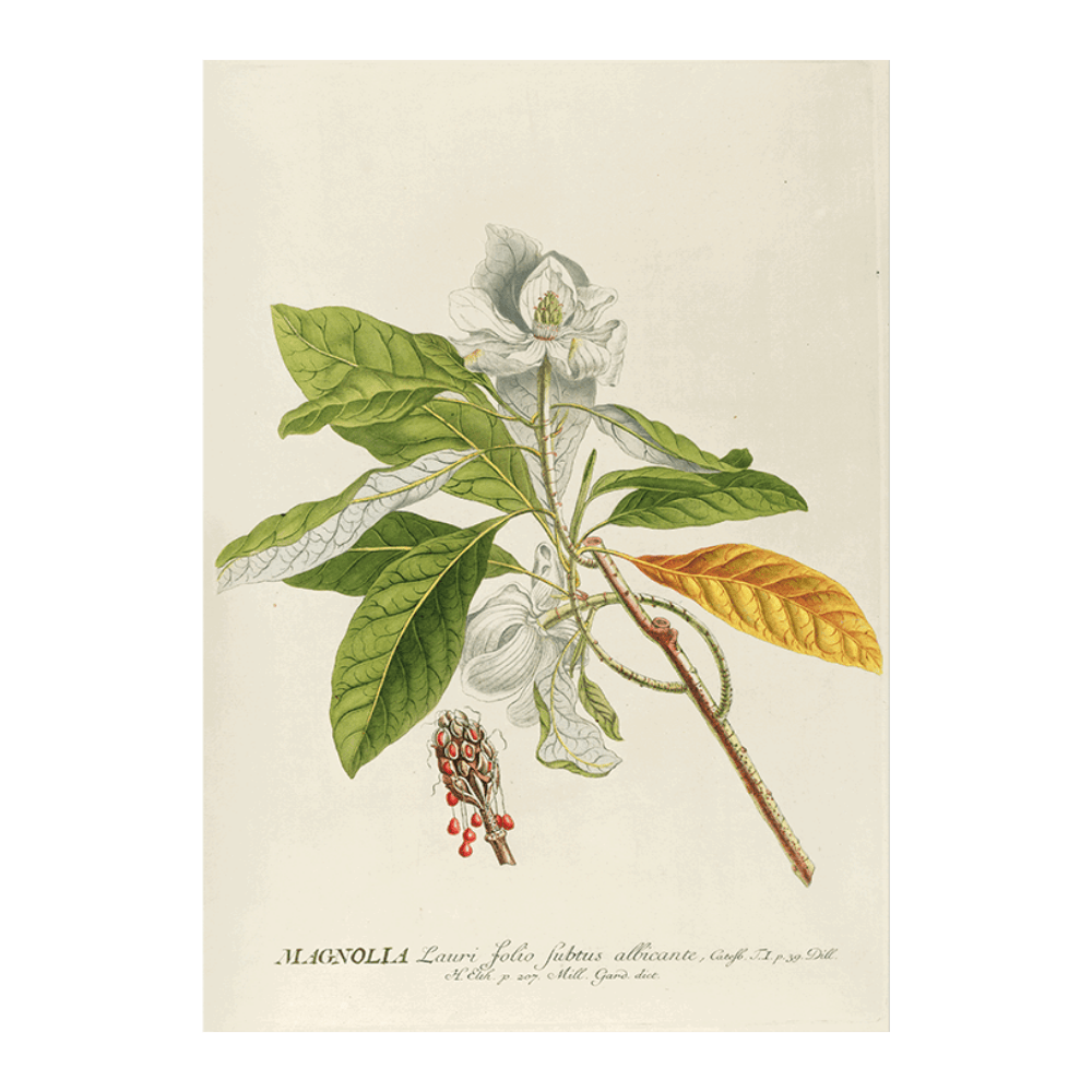 Magnolia (1750)