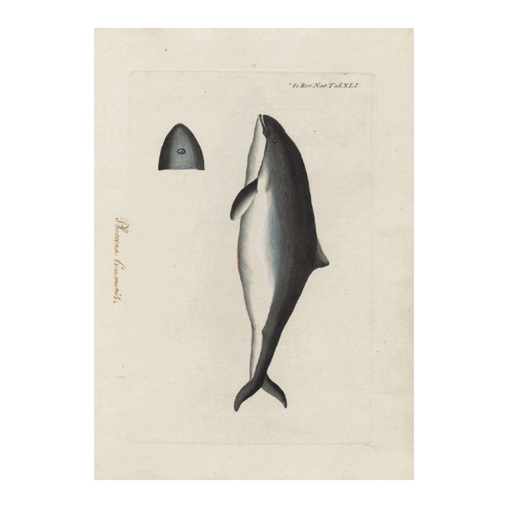 Icones Rerum Naturalism, Ou Figures Enluminées D'histoire Naturelle Du Nord PI XLI