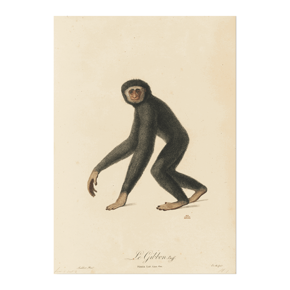 Le Gibbon