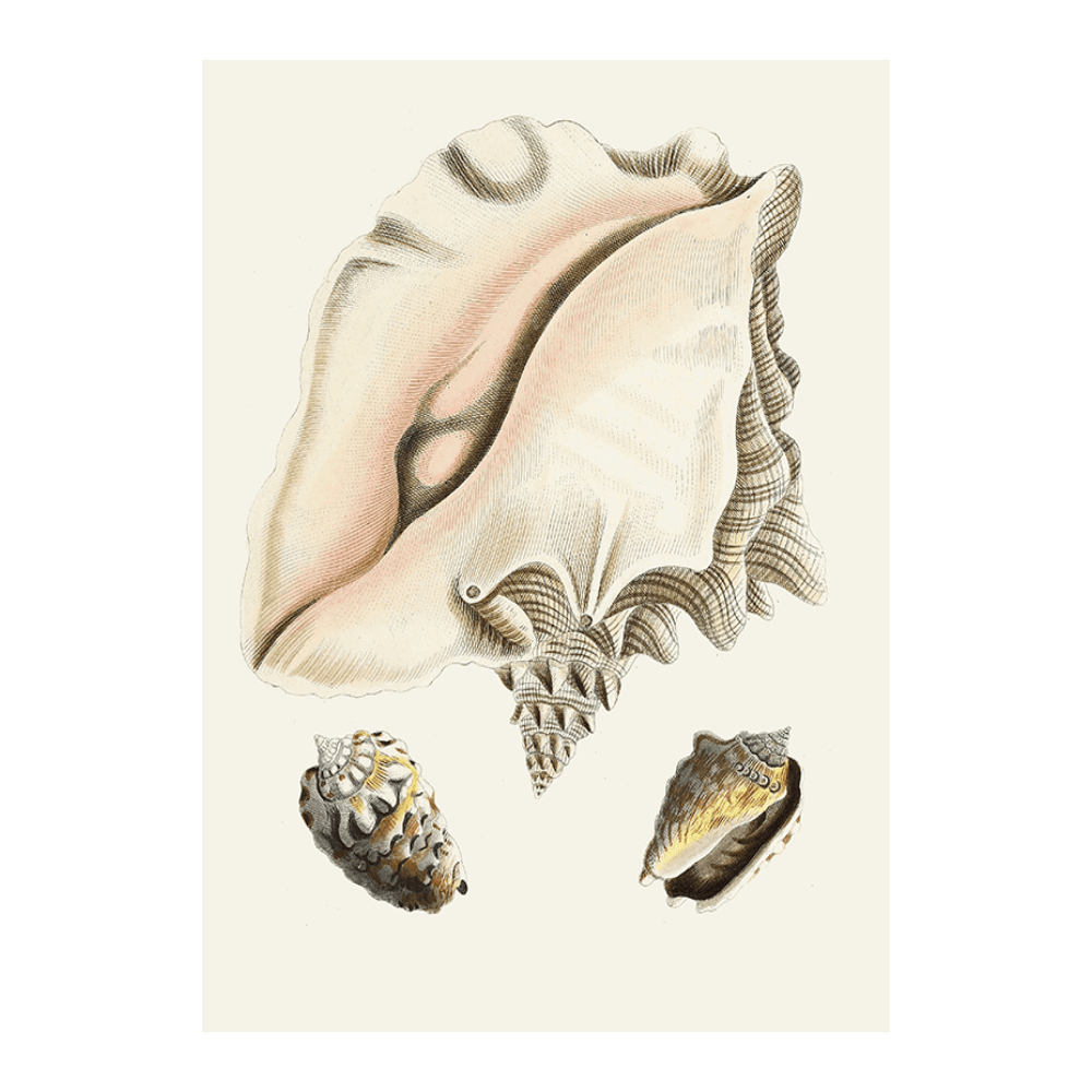 Strombea IX