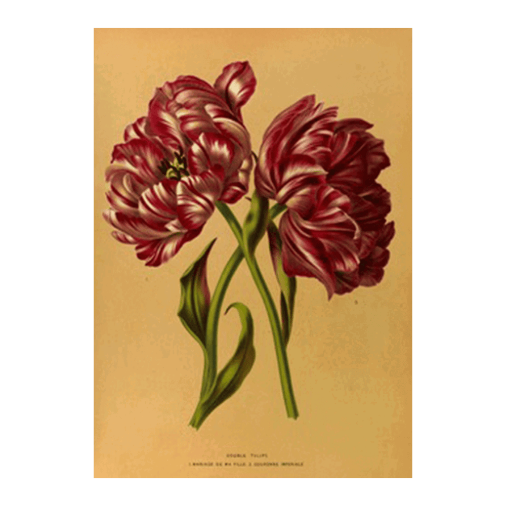 Double Tulips 1.Mariage De Ma Fl Lle. 2.Couronne Imperiale (1872-1881)