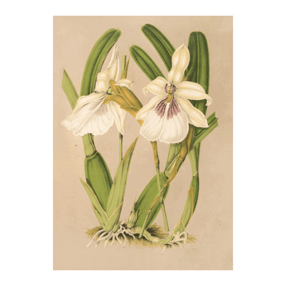 Miltonia Spectabilis, var. Virginalis (1854-1896)