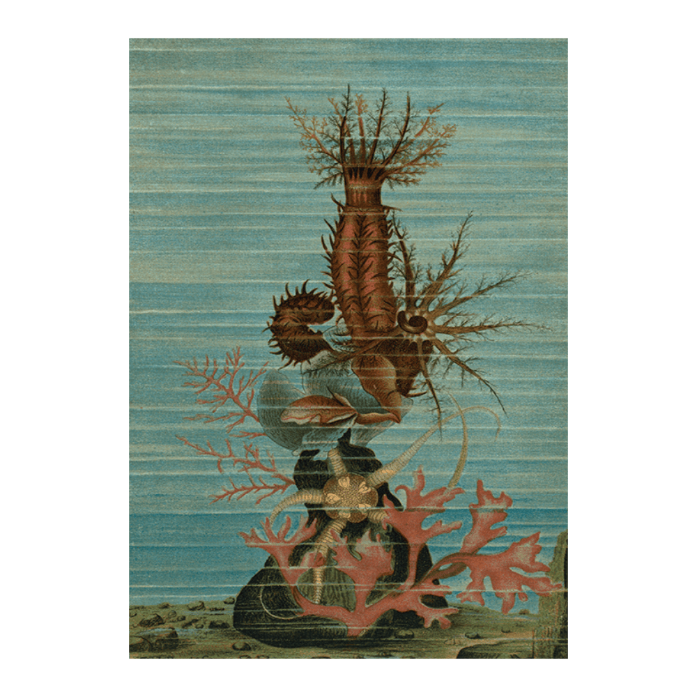 Holothurians, and Sea Star