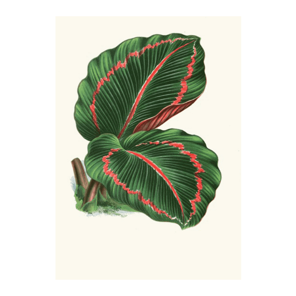 Maranta Roseo Picta (1867-1870)