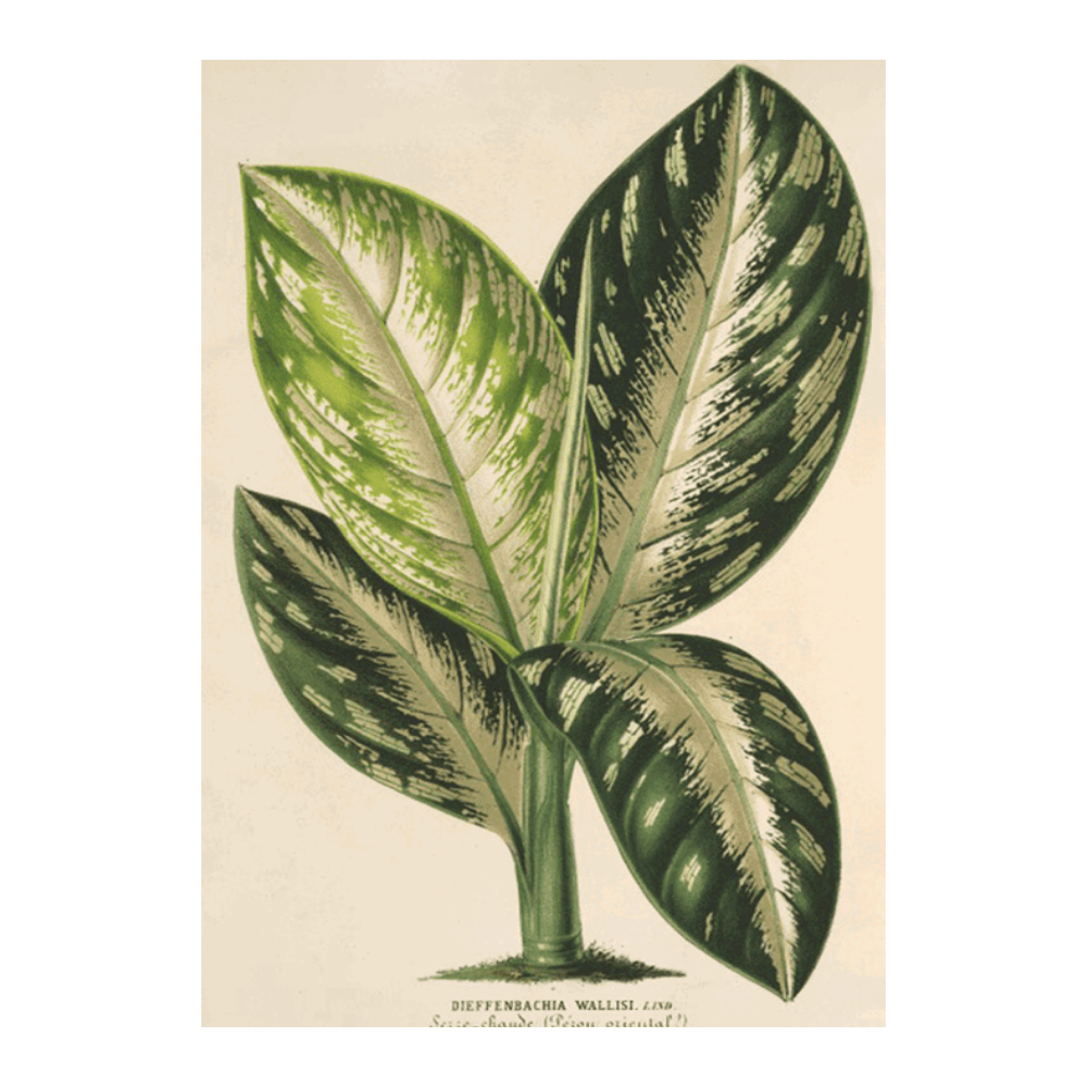 Dieffenbachia Wallisi (1854-1896)