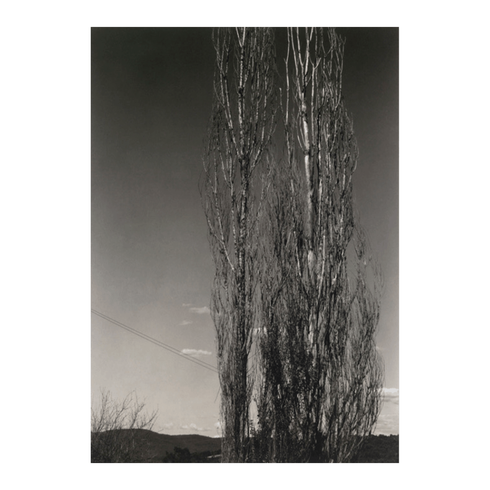 Alfred Stieglitz: "The Two Poplars, Lake George" (1934)