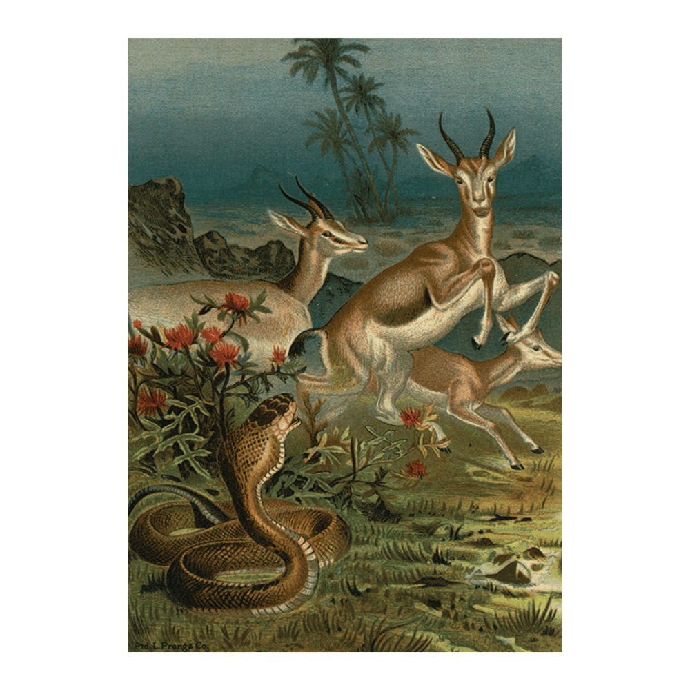 African Cobra And Gazelles