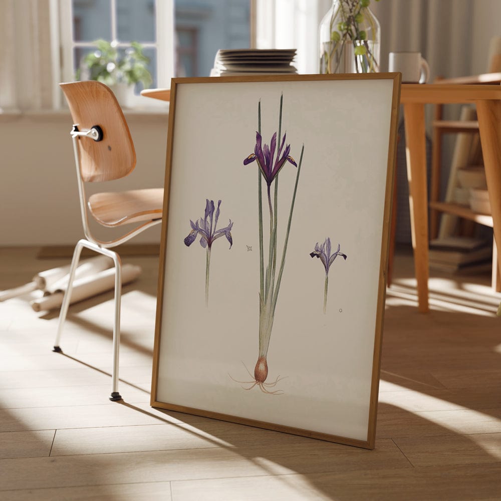 Iris reticulata, Iris histrio var. orthopetala and Iris Bakeriana (1913)