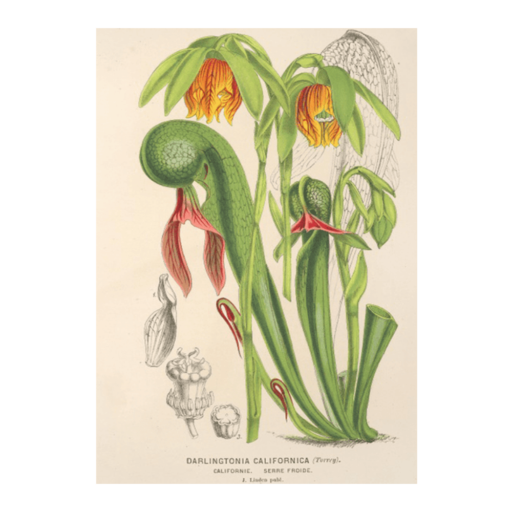Darlingtonia Californica (1854-1896)