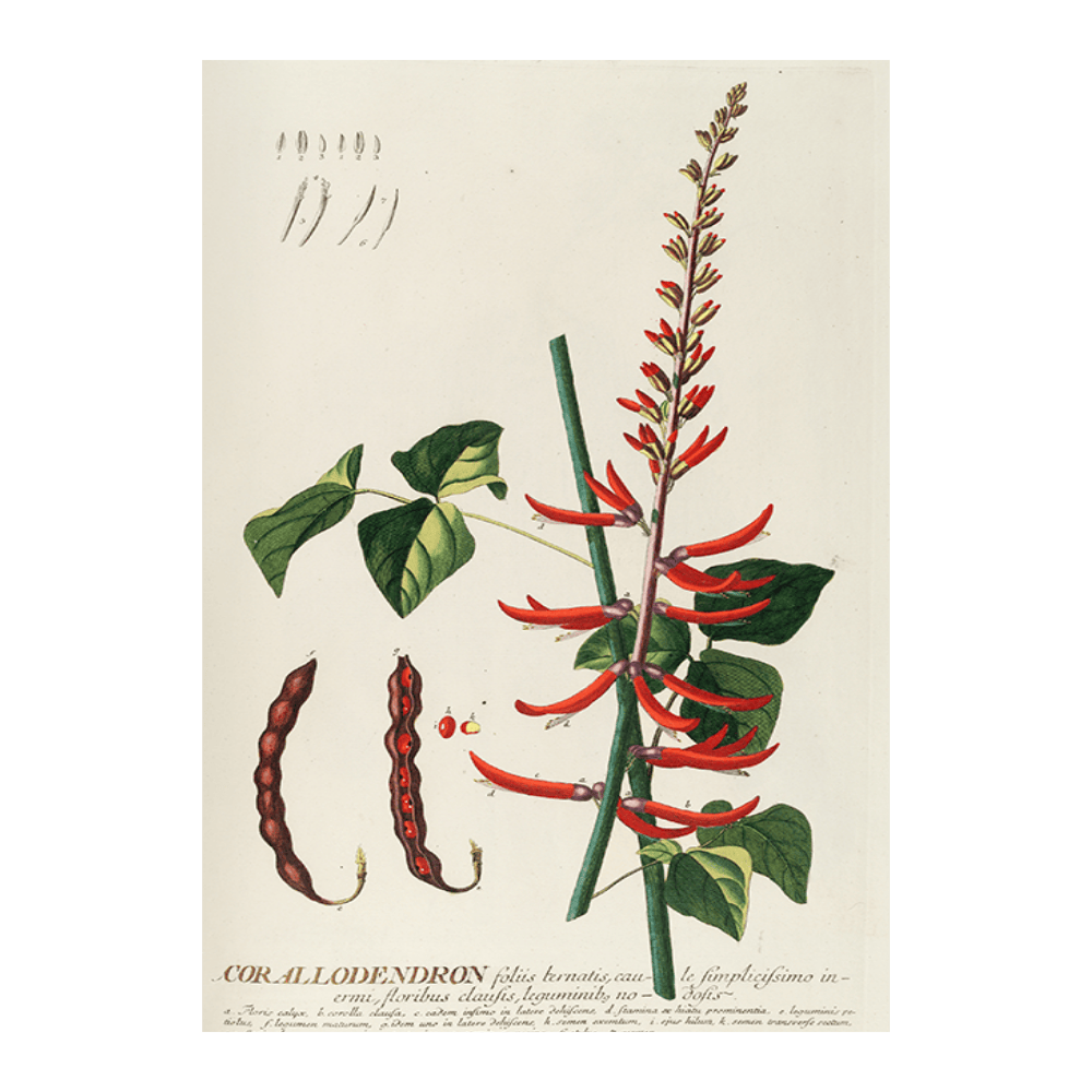 Corallodendron II