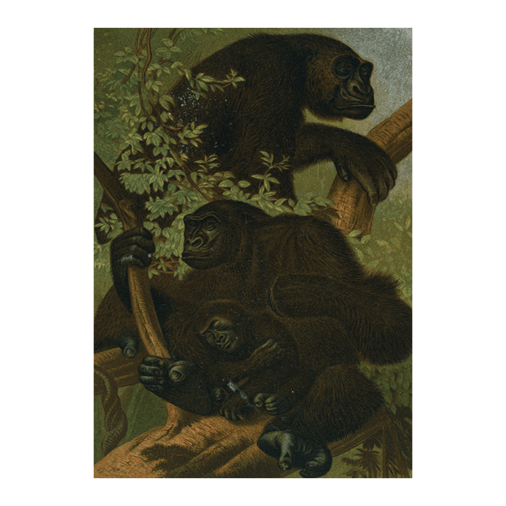 Gorilla